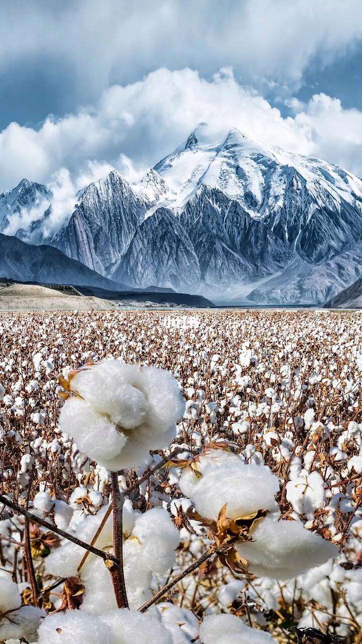 中国棉花信息网手机版的简单介绍-第2张图片-太平洋在线下载